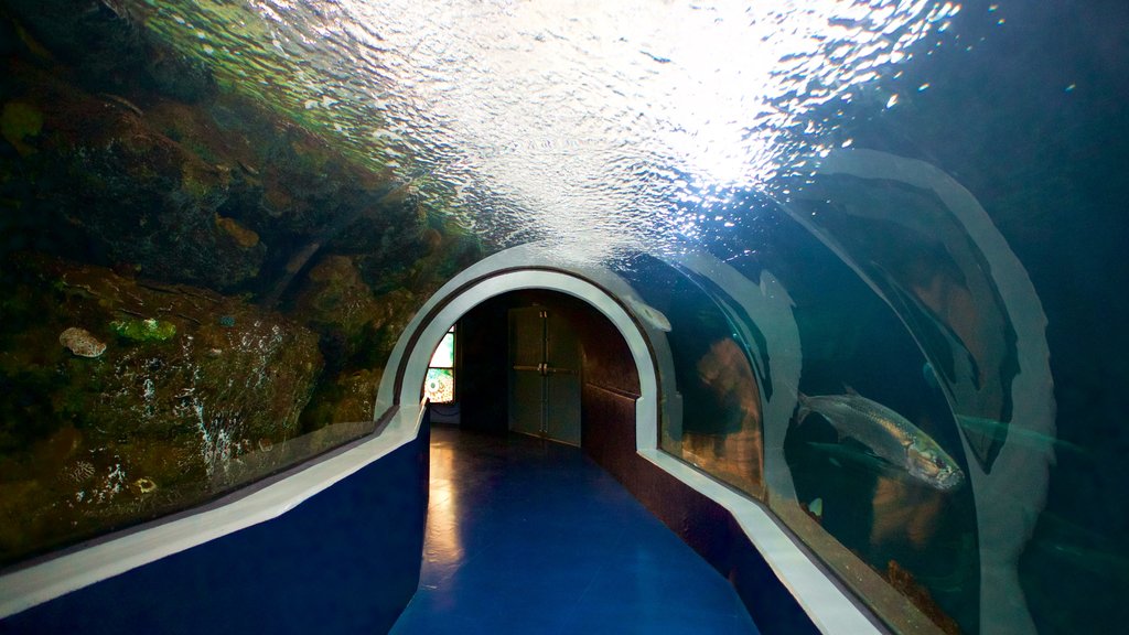 Veracruz-Aquarium